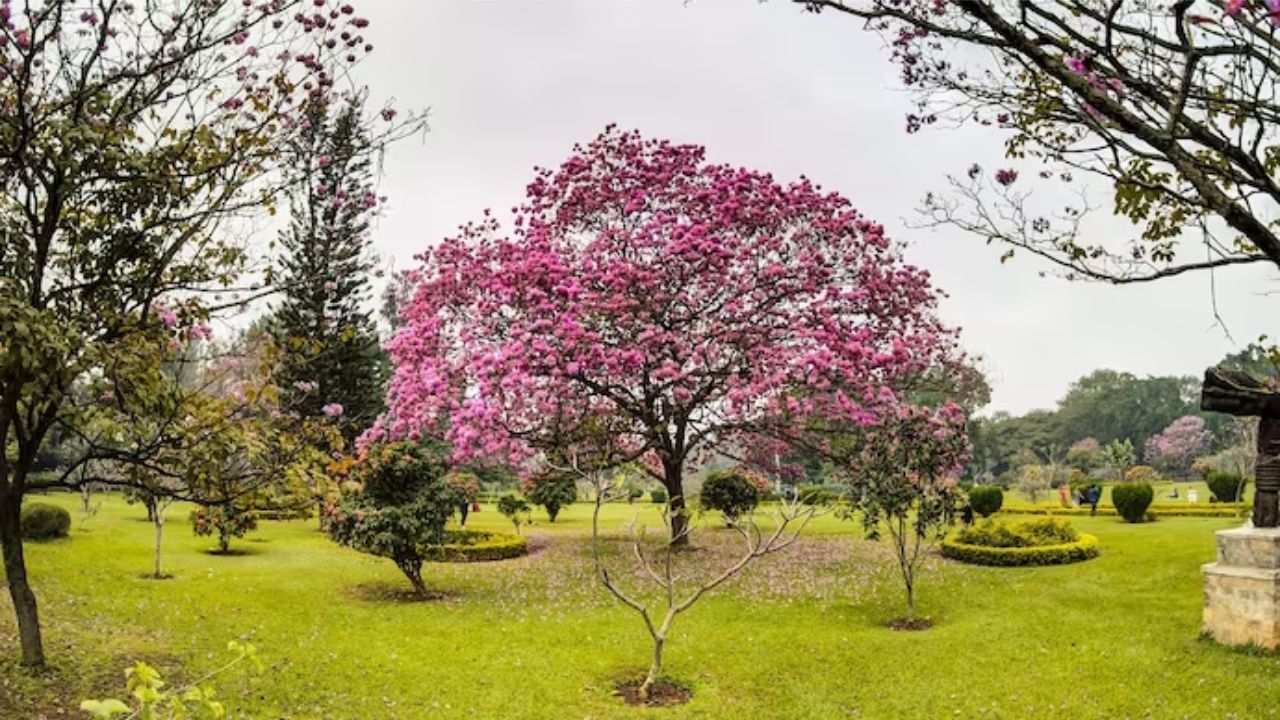 The Mystery of Bengaluru's Pink Blossoms