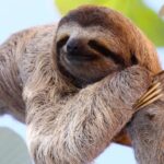 International Sloth Day 2024