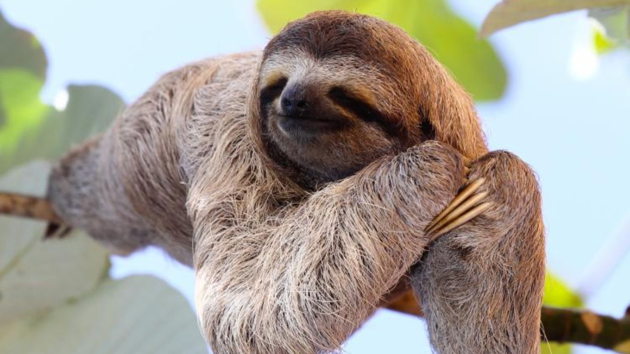 International Sloth Day 2024