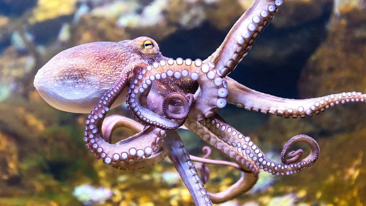 World Octopus Day 2024